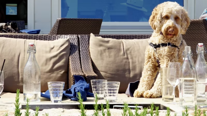 What Are the Rules About Service Dogs Sitting on Restaurant Chairs?