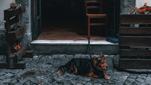 Top 5 Reasons to Make Your Restaurant’s Outdoor Seating Dog-Friendly