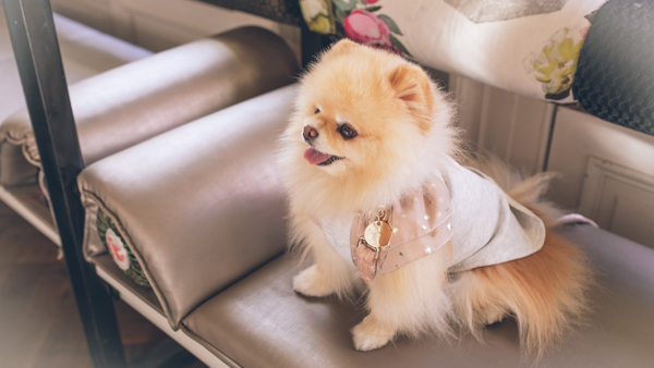 Why Are There Specific Rules for Service Dogs in Restaurants?